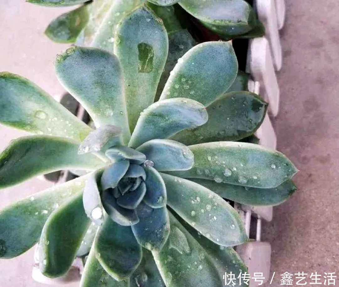 土壤|夏天多肉不能乱浇水,收好这几种正确的浇水方式