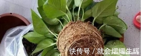 花卉换盆时，这些没做好，就等于白换了