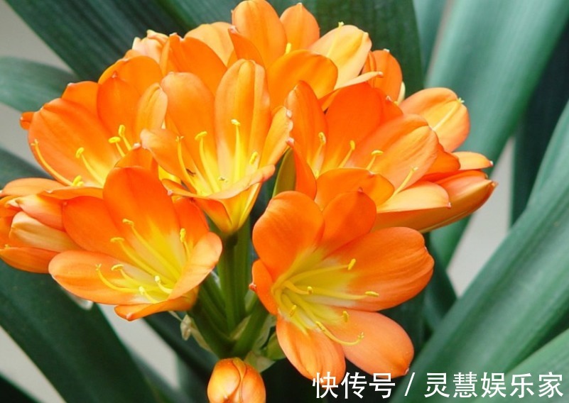 马虎|君子兰生长旺盛,摆放位置不能马虎,你家的君子兰位置摆对了吗