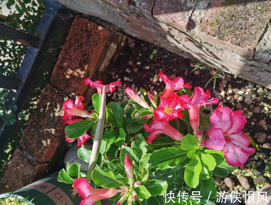 带大肚子的沙漠玫瑰,养护多注意这5点,霸气镇宅,开花比月季美