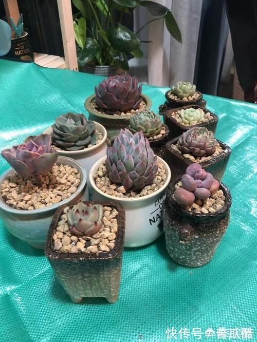 为什么别人控养多肉会出形状,我一控养多肉就仙逝了?