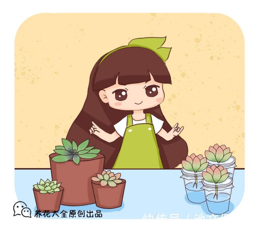 裸根多肉|别光顾着买多肉,盆换不好,怎么养都不活!