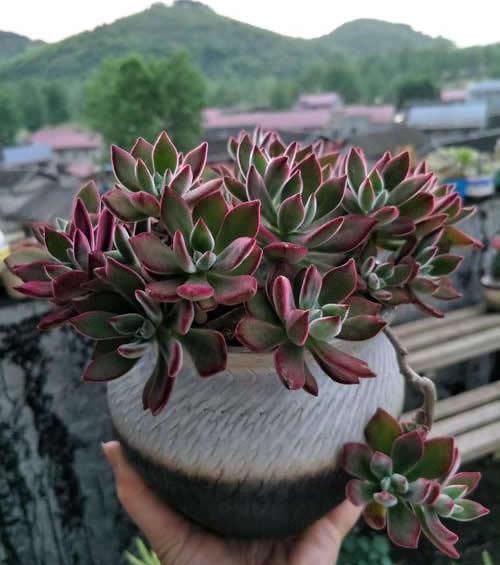 1种“耐旱”多肉，美而不娇气，好养易爆盆，阳光一照就上色