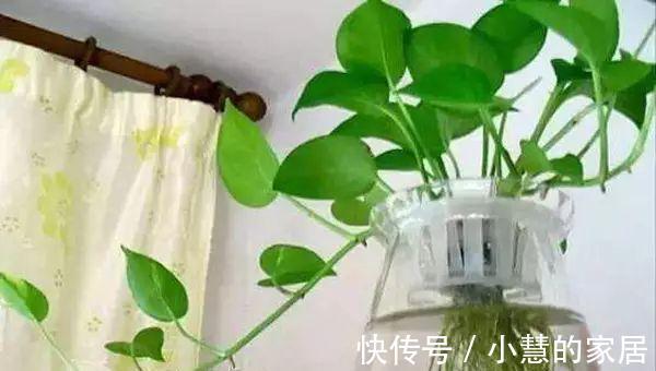 家里的各种玻璃瓶快别扔了,改造一下就是不花钱的水培瓶