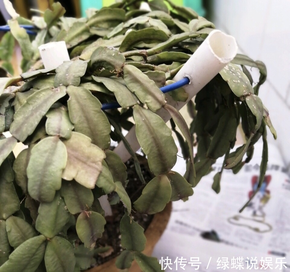 植株|夏天养蟹爪兰,“3点”做不好,黄叶、耷拉、介壳虫,活不到秋天