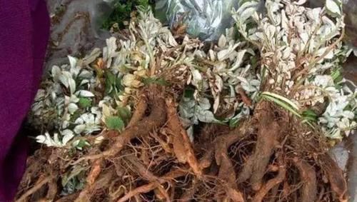 功效|农村一种毫不起眼野菜，农民拿去喂猪，殊不知是名贵中草药