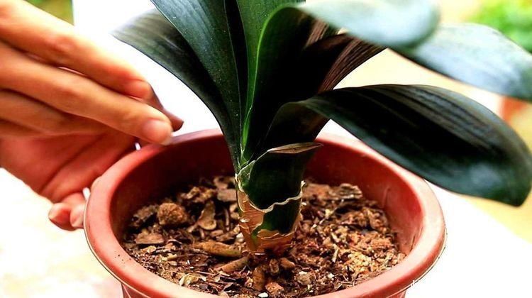 根系|春夏秋冬养君子兰，浇水各不相同，“诀窍”在手，开花成“群”