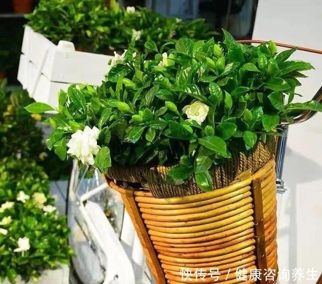 植物|想让家里病菌少,就养这五种植物,漂亮又好养,家里至少要有一种!