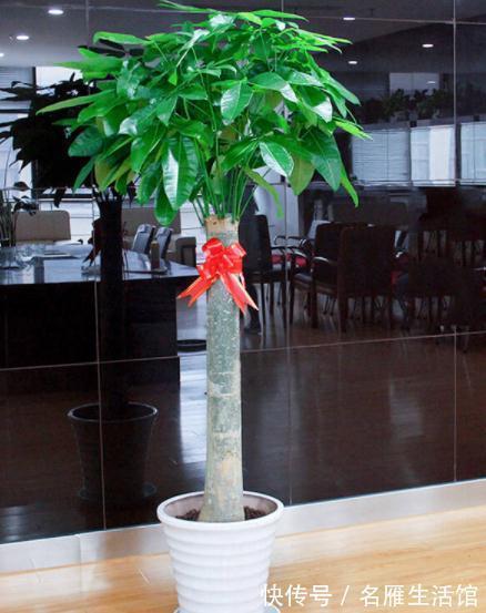 枝叶|客厅见树,家业稳固!适合客厅养的五种树,大气美观,幸福感倍增