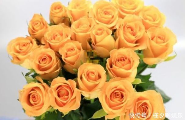 褶边|“优良玫瑰”假日公主，代表活力四射，落英缤纷，客厅养花必备！