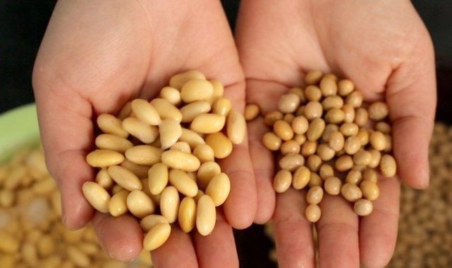 升血糖|糖尿病人最好看一下常吃大豆,到底是升血糖,还是降血糖