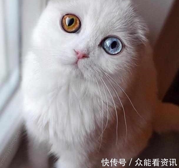 异瞳猫高颜值的悲痛,你们或许不甚了解