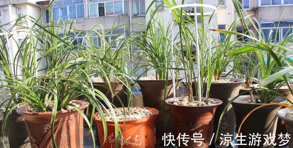 老花匠家阳台、露台都是兰花,一年四季都有花赏,新手动手也能养