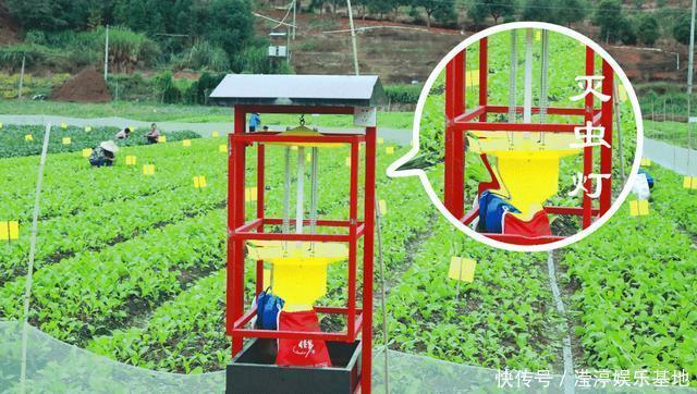 阳台还在晒衣服,拿来种菜可以吃上一整年,可香了!