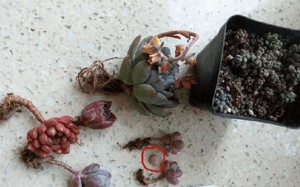 一棵小桃蛋的成长记,即使之然一身也不放弃生长,萌新萌化了