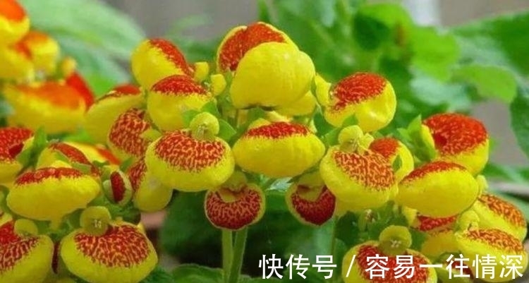 万年青万年青|4种花养了就爆盆,花开富贵华丽,多姿多彩,南北方都可养!