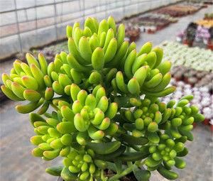 养多肉植物选它，造型别致，香味宜人，养护简单，值得拥有！