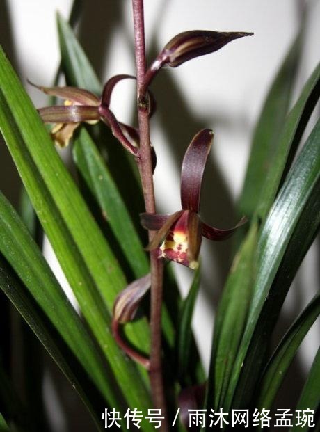 兰花|如何养护墨兰花吗?快来学习一些墨兰的养护技巧吧