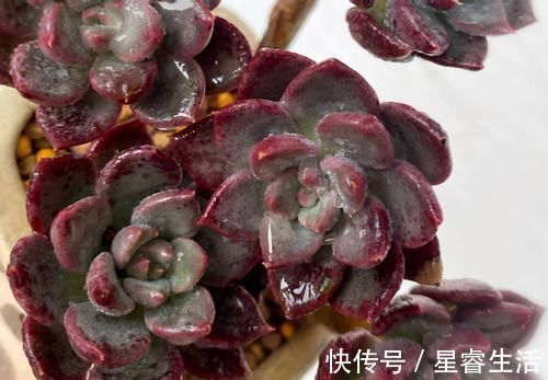 阳台上|怎么养多肉,才能与众不同,叶子水灵灵、红彤彤?