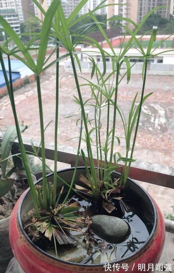 伞竹|4种花“嗜水如命”,一刻也不能断水,缺了就蔫,看看你家有吗!