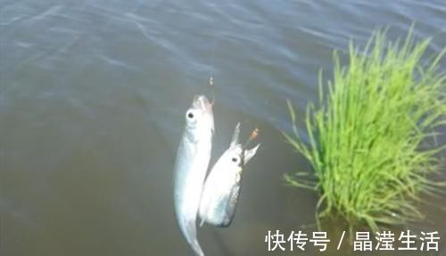 小鱼|手竿速钓白条好方法,牢记这些要点,白条连竿上,狂拉到手酸!