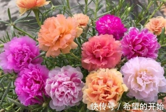 好养易爆盆的漂亮花卉，养在家里繁花似锦，对待新手很友好