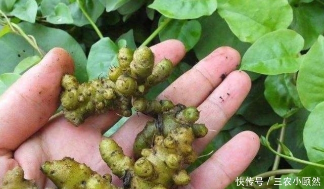 这种杂草叫藤三七,房前屋后都有,每斤100多块