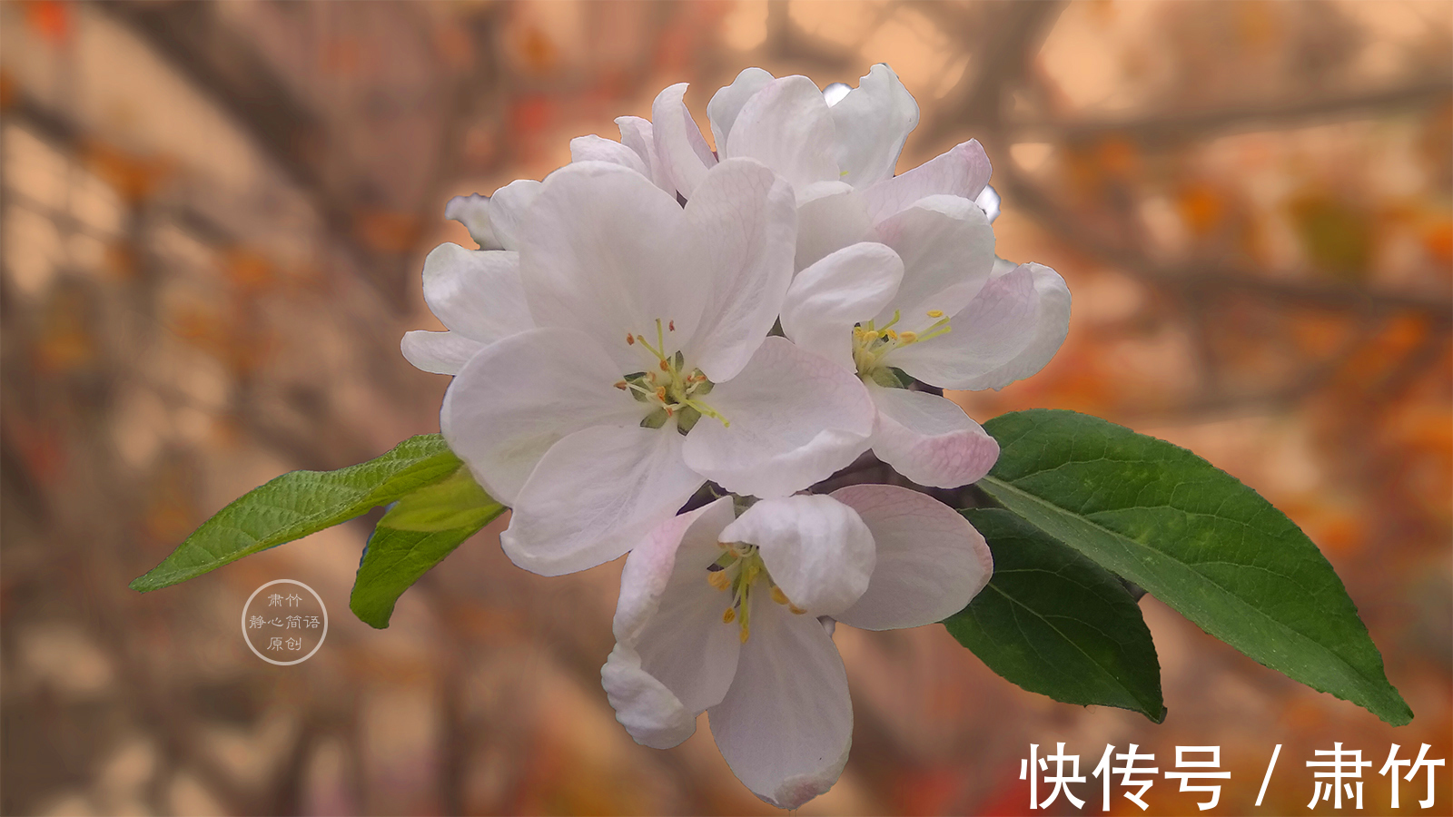 雨声|静听雨声，清浅是我们的寂寞，也是温馨