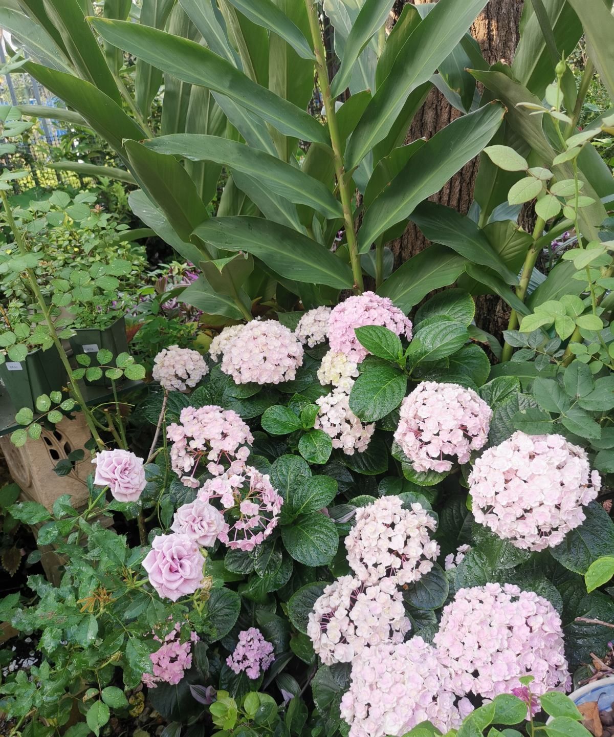 几种富贵花,颜值超高的,小盆养不下,大盆养长势特旺盛