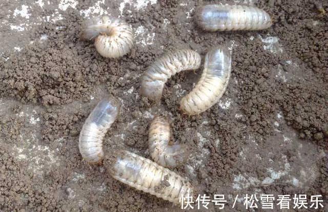 喷洒|养花最怕招虫,一旦发现虫卵,这几招立马用,从根本解决病虫害