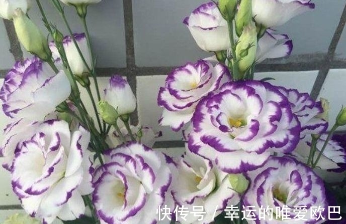 香雪球|家养这些花,好养易爆盆,花色清新又美丽,懒人也能轻松养爆盆