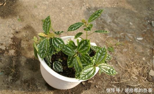 淋死|梅雨季节仙人掌、文竹、兰花、芦荟等别淋雨,很容易淋死
