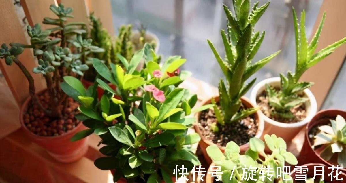 栽种|养花“小抠”教你省钱:用它们当基质土,钱包不用再“缩水”了