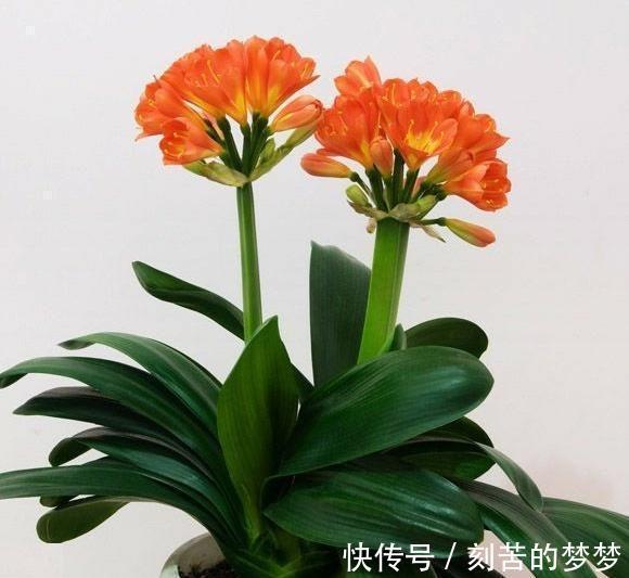 初秋养君子兰,几个错误不要犯,你注意了吗