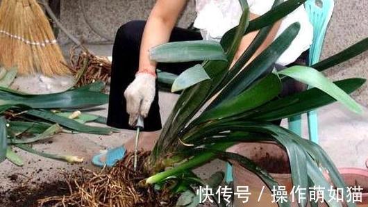 君子兰僵苗，萎靡不振，教你5招小技巧，快速恢复生长，实用