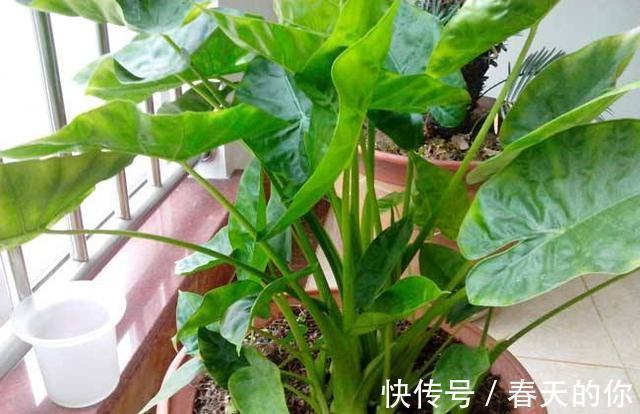 虎刺梅|带有“毒汁”的3种花,告诉亲戚不要养,放卧室也不好,要明白!