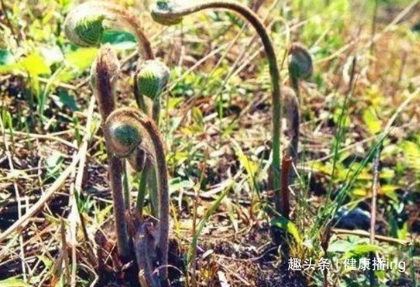 长寿|人到中年想长寿，推荐常吃4种野菜，滋阴润肺，降压降脂，好处多