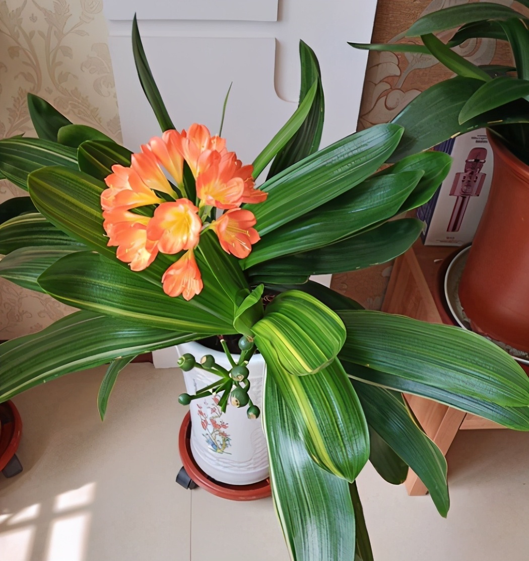 烂根干根|君子兰换盆要选对时间,最佳时期是现在,要掌握技巧,别盲目操作