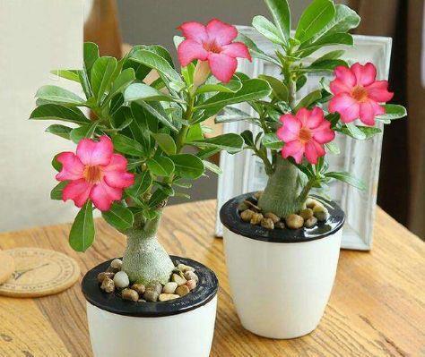 适合冬天养护的花卉,漂亮易爆盆,阳台变花海,越养越喜欢