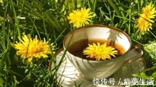 木犀草素|蒲公英和此物泡水喝，肝干净了，视力好了，肌肤细嫩有光泽