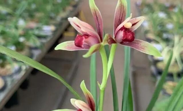 新手养兰花,注意“三细节”,花姿优雅,一年能花开四五次