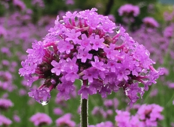 马鞭草怎么养护开花多以下3个方面多注意,马鞭草开花轻松爆盆