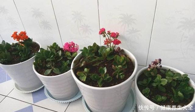 家庭养花选谁合适首选4种花，好看又好养，花期长、开花数量多！