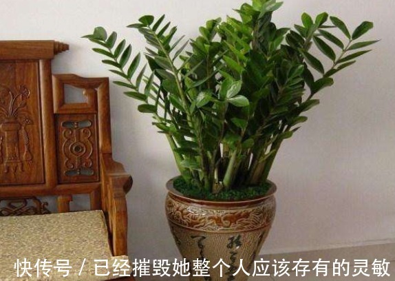 “大户人家”都在养的4种花,不仅四季常青,而且寓意非常好