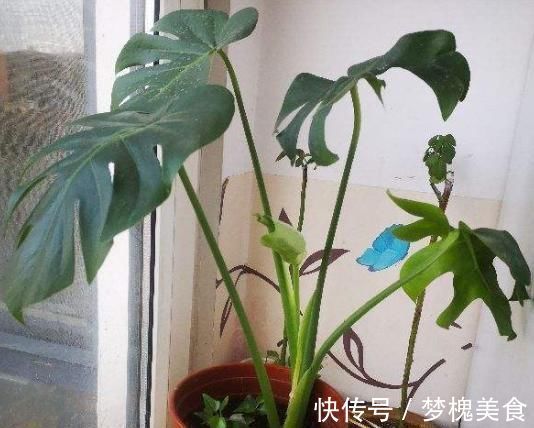 阳台上|最不耐晒的3种花，养在室内才好看，搬出去一天就枯了