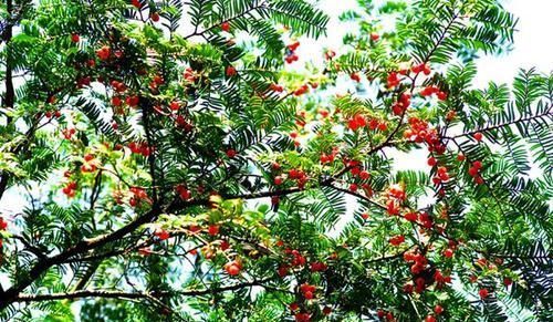 3种带香味的树,家里养一棵,四季清香,人人见了都喜欢