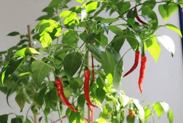 阳台的辣椒苗,只长叶子不结果,教你3招,爱结果吃不完