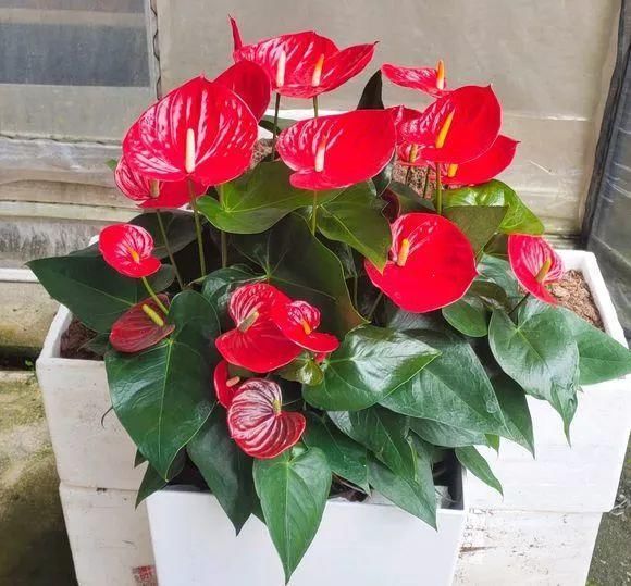 这4种花经常被误认为是“假花”，养护方法很简单，好几个月不凋谢！