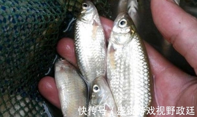 子线|钓鱼中鱼率低?与事俱进懂不!不看看你还想继续空军吗?