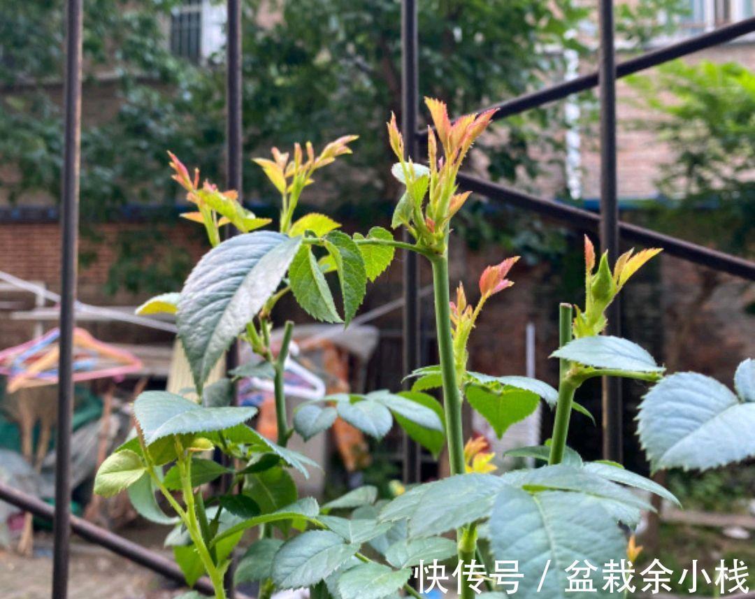 顶芽|果汁月季长了3个底芽,月季的顶芽需要抹掉吗?